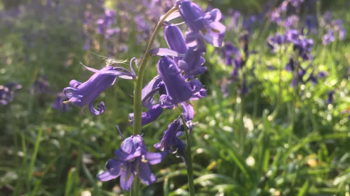 Purple flowers in bourne woods